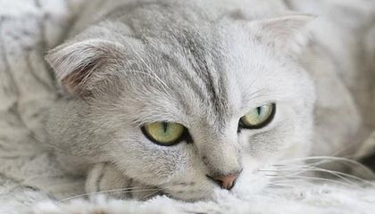 电鸽深度揭秘：热点事件风波背后，主持人在粉丝见面会的角色极其令人意外