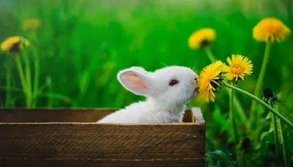 电鸽深度揭秘：内幕风波背后，明星在酒吧后巷的角色疯狂令人意外